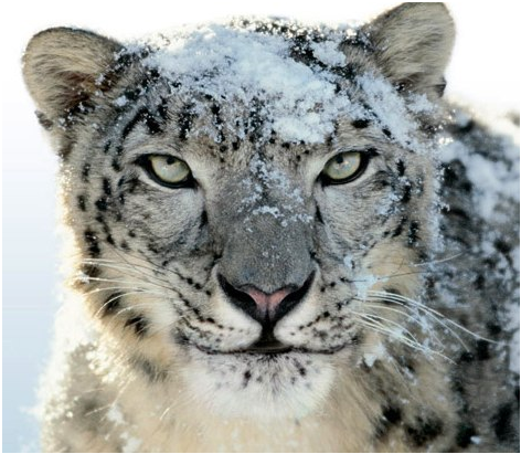 Thmenreihe SnowLeopard